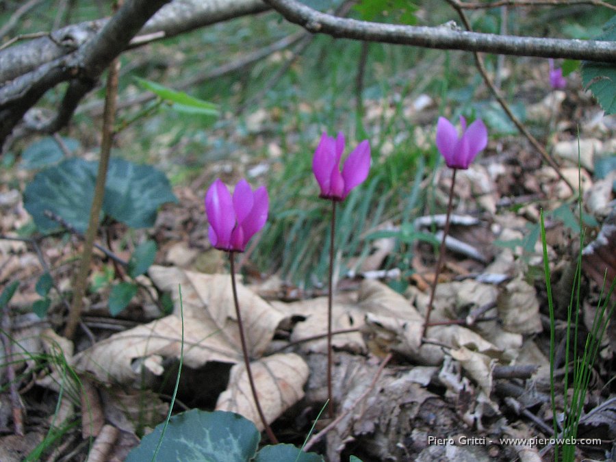 festaBeita 050.jpg - Moltisssimi ciclamini